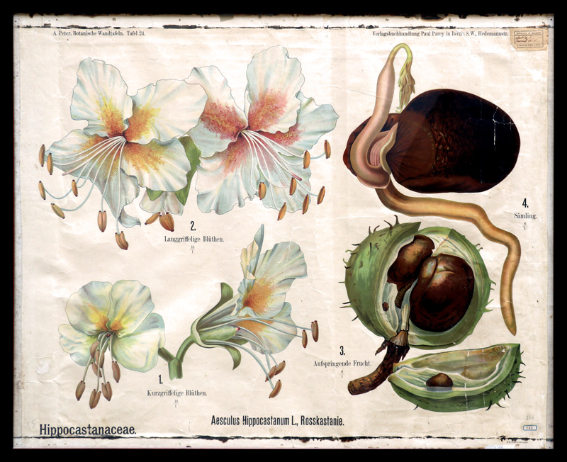 Tafel 24 Hippocastanaceae